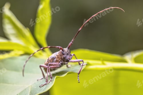 Preview: Pine Sawyer Beetle seen from Front