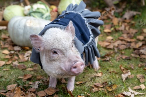 Preview: White mini pig in a smart suit posing on an autumn background