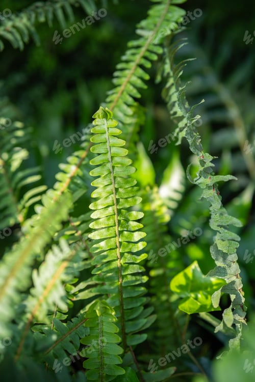 Preview: Close-up of Green Fern Leaves