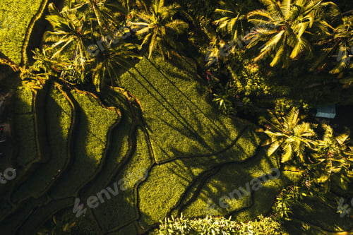 Preview: Aerial drone view of Tegallalang Rice fields terraces in Ubud, Bali, Indonesia