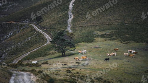 Preview: Low-key telephoto cattle hillside