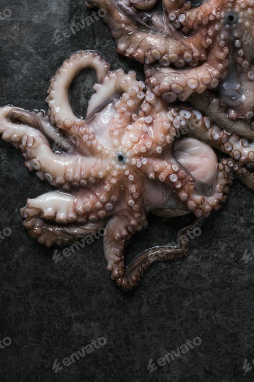 Preview: Octopus. Creative concept of healthy food with photos of delicious seafood from octopus.