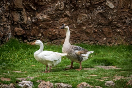 Preview: Farm goose and white goose