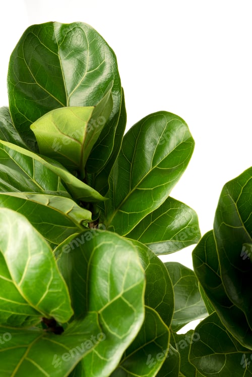 Preview: Close up of a Fiddle-leaf fig plant on white background