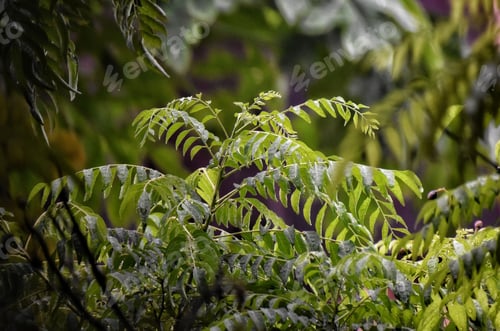 Preview: Vibrant green leaves in a lush forest.