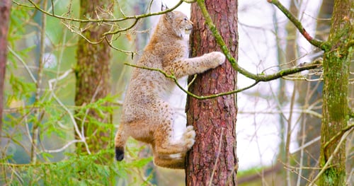 Preview: Playfull lynx cat cub climbing in a tree in the forest