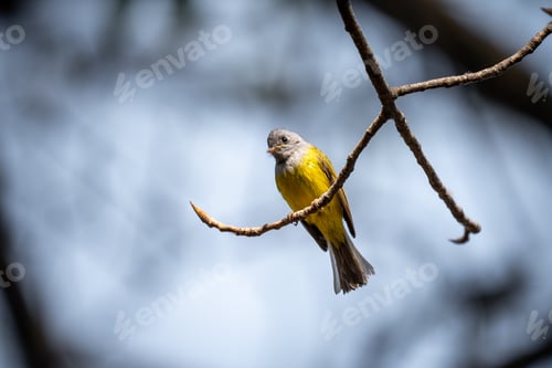 Preview: Canary-flycatcher bird perched on a branch