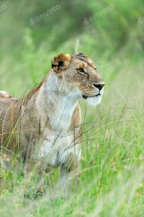 Preview: Lion in the grass of Masai Mara, Kenya
