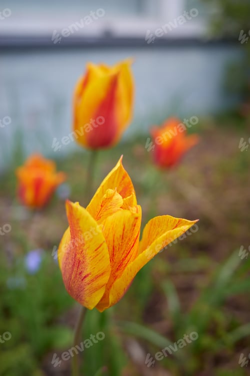Preview: Tulips in the garden near the house.