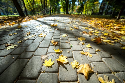 Preview: Close up of big yellow maple leaves laying on pedestrian sidewalk in autumn park