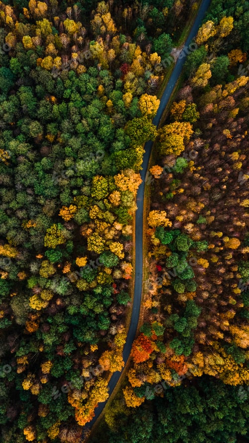 Preview: Curvy Winding Road in Forest with Colourful Foliage in Autumn Season. Aerial Drone Top Down View