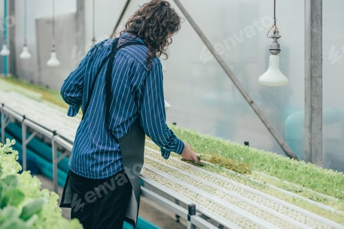 Preview: Hydroponic farm owner picks veggie samples, monitors growth and quality produce through research.