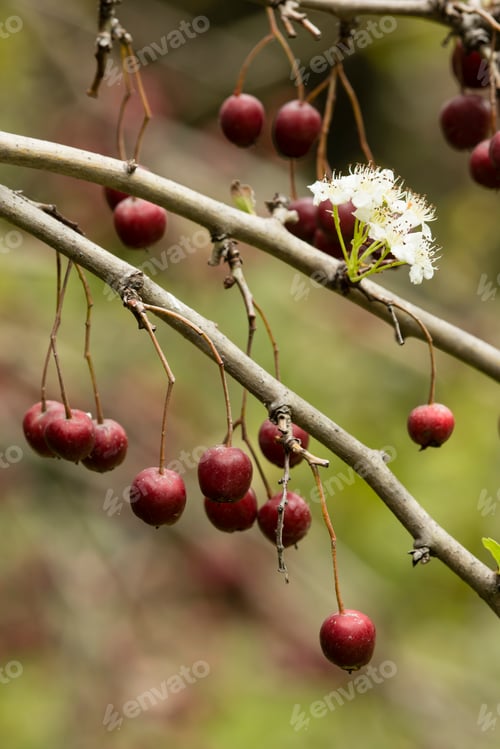 Preview: Common hawthorn fruits and flowers.