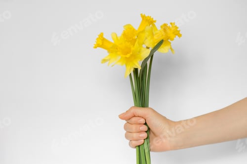 Preview: Bouquet of daffodils in a female hand on a white background, copy space