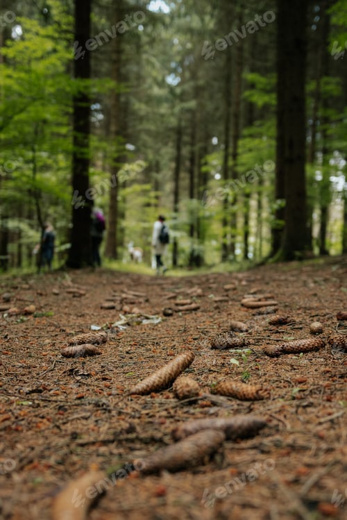 Preview: Magic forest