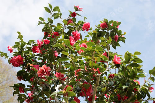 Preview: Beautiful camellia flower on tree. The Expo 70 Commemorative Park, Osaka, Japan