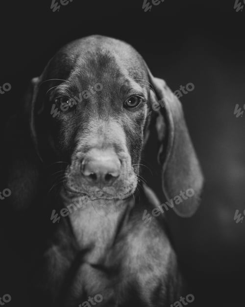 Preview: Vertical grayscale portrait of a Weimaraner dog
