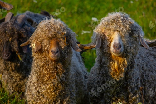 Preview: Angora goats grazing in the field