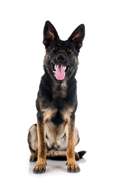 Preview: young german shepherd