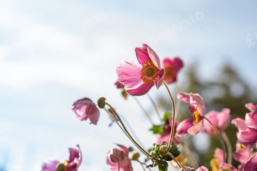 Preview: Pink Flowers Blooming in a Sunny Garden