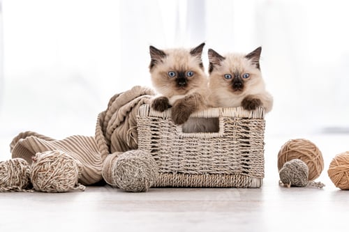 Preview: Ragdoll kitten in the basket with yarn