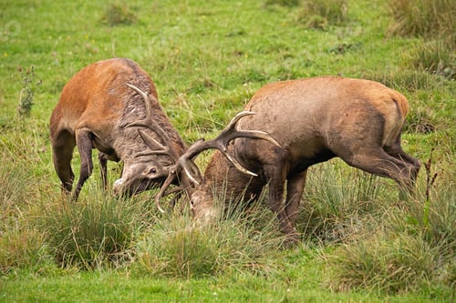 Preview: Red deer, cervus elaphus, fight during the rut