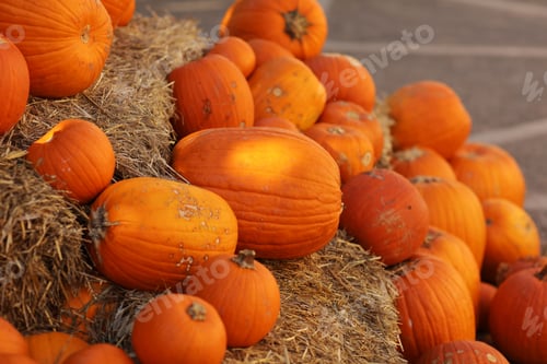 Preview: Orange pumpkins lying in the haystack. Pumpkin farmer's market. autumn harvest of vegetables.