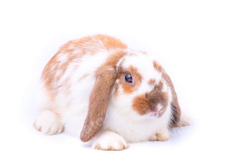Preview: Little white and brown bunny rabbit on white background with isolated theme