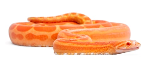Preview: Scaleless Corn Snake, Pantherophis Guttatus, in front of white background