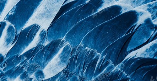 Preview: blue feather pigeon macro photo. texture or background