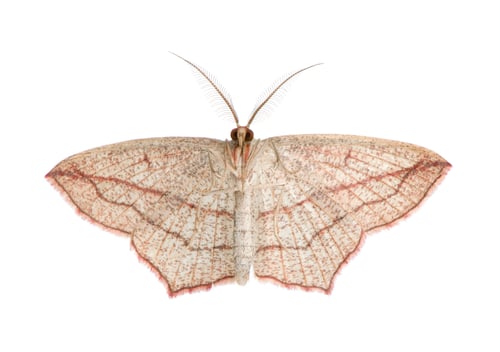 Preview: Blood-vein moth, Timandra comae, in front of white background, studio shot
