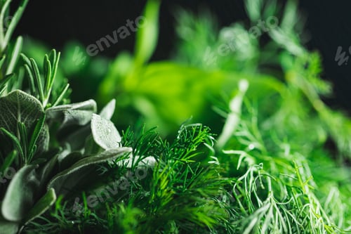 Preview: Macro photography of kitchen herbs like sage, rosemary, parsley, dill and basil.