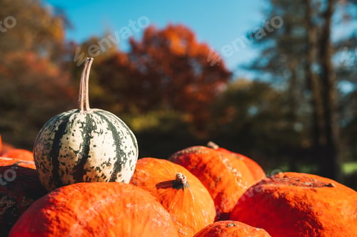 Preview: Colorful pumpkins and squashes in different varieties. Background