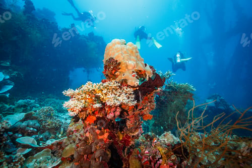 Preview: Scuba divers exploring colorful coral reefs in tropical waters