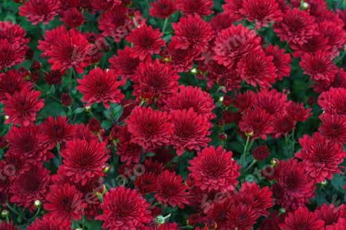 Preview: Beautiful red chrysanthemum flowers in full autumn bloom, creating bright seasonal floral background