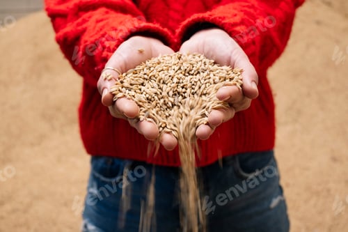 Preview: Hands of the woman who drops the wheat.