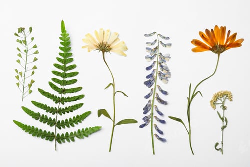 Preview: Wild dried meadow flowers on white background, top view