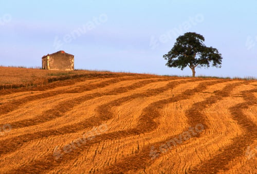 Preview: Horizontal shot of a single tree in a harvest field
