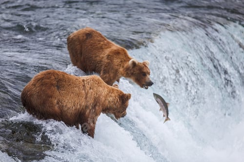 Preview: Grizzly Bears Fishing For Salmon