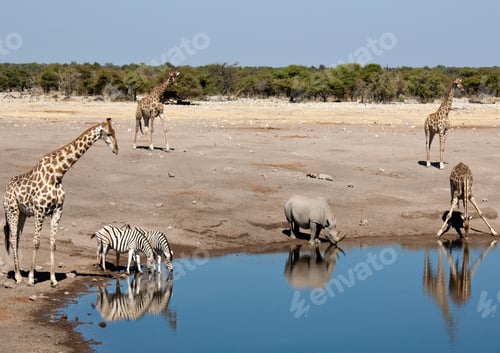 Preview: Wildlife at a busy waterhole in Etosha National Park in Namibia - Giraffe