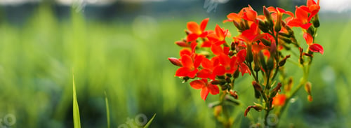 Preview: flowers in the spring and grass background