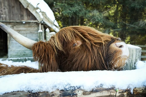 Preview: Highland cow standing outdoor in winter season