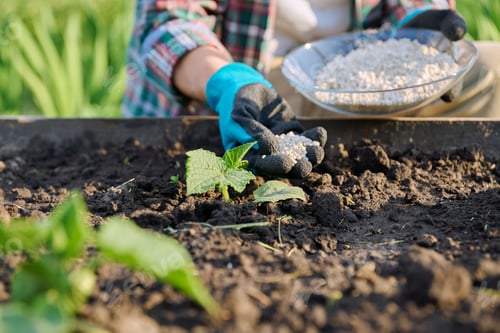 Preview: Close up of mineral fertilizers in hands, fertilizing cucumber plant