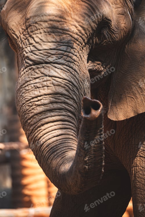 Preview: wild animal mammal elephant with trunk towards upside elevated walking and finding food in forest
