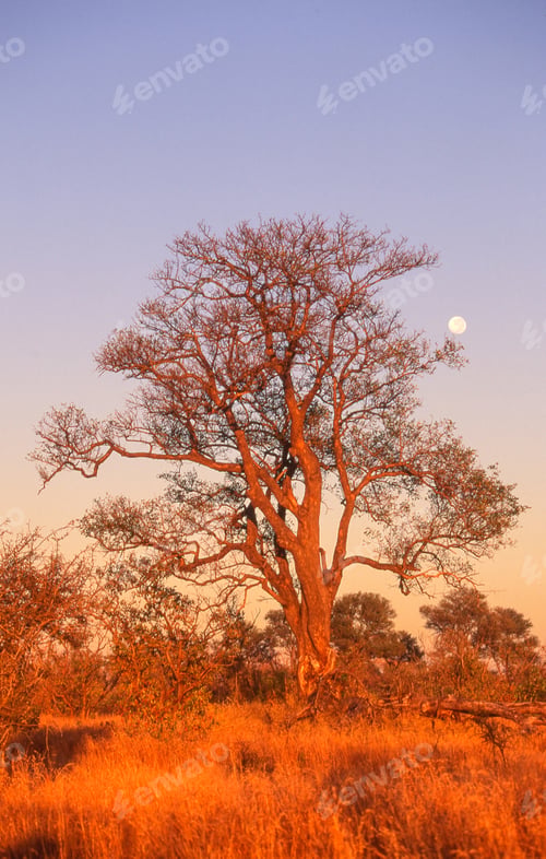 Preview: African Moonrise