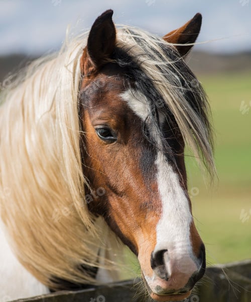 Preview: horse, mare, wilderness, stallion