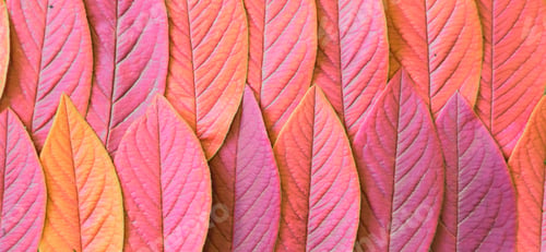 Preview: pink and orange natural leaves arranged in a background pattern