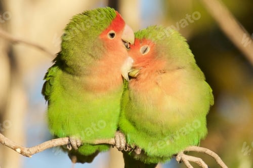 Preview: lovebirds, lover bird, lovely
