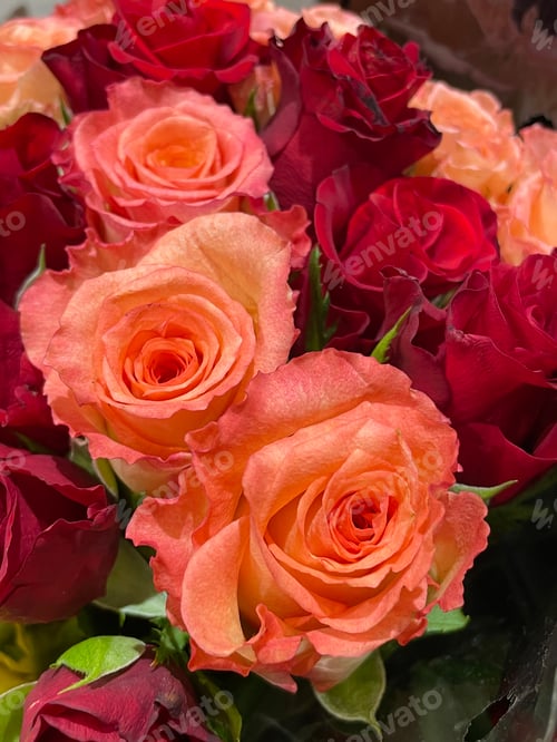 Preview: Roses