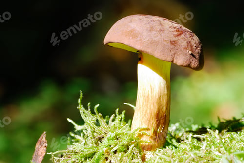 Preview: Bay Bolete